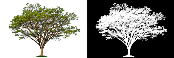 Fototapeta premium Isolated single tree with clipping path and alpha channel on a white background. Big tree large image is easy to use and suitable for all types of art work and print.