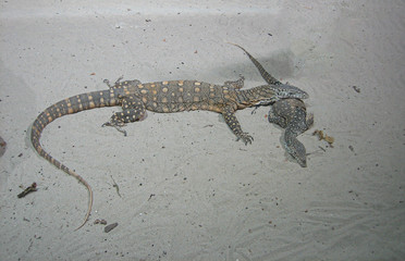 Fototapeta premium lizard on the sand