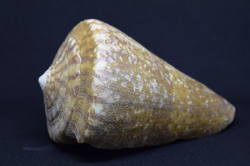 Big conch of Strombus Bobonius whole on white background. Natural seashell of prehistoric site
