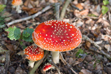 Autumn mushrooms - fly agaric