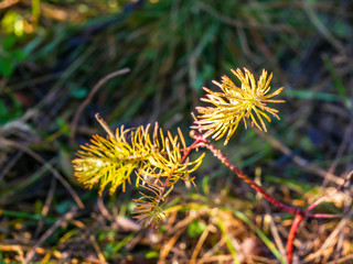 Young spruce sapling in morning sunlight close up shot on a sunny October day.