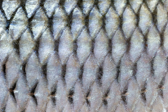Fish scales texture. Closeup freshwater fish skin background.
