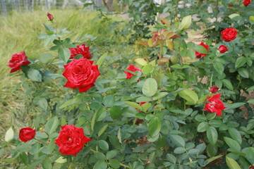 Naklejka premium 薔薇