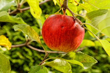 red apple on appletree before harvest