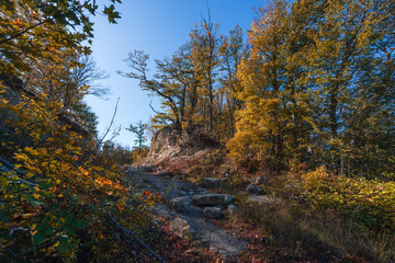 Yellow autumn tree on the edge of a collapsing rock