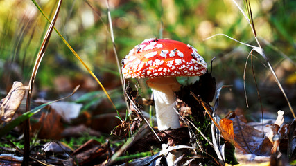 Grzyb muchomor w liściach