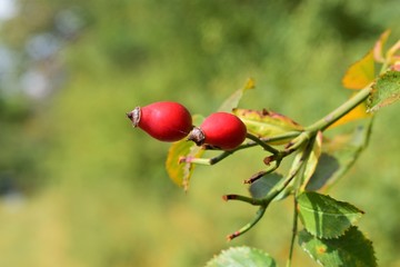 red berries on tree