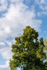 tree and blue sky