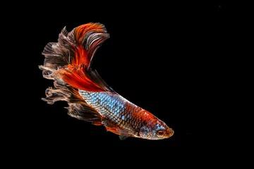 Foto auf Leinwand Der bewegende Moment schön von orange siamesischen Betta-Fischen oder ausgefallenen Betta-Splendens-Kampffischen in Thailand auf schwarzem Hintergrund. Thailand nannte Pla-kad oder halbmondbeißende Fische. © Soonthorn