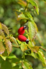 red rose on a branch
