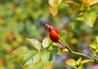 Red fruit on a branch