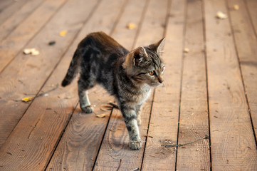 Naklejka premium Tabby cat with on wood larder