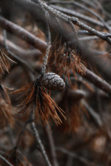 pine cone and dry pine tree branch close up