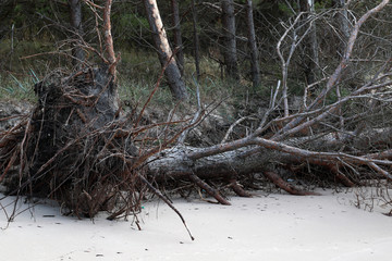 fallen pine trees on the beach