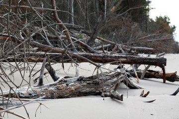 fallen pine trees on the beach