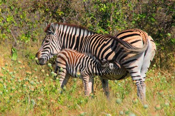 Fototapeta na wymiar Zebrafamilie