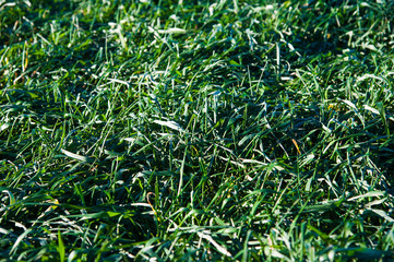 Winter wheat seedlings