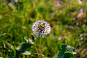 Dandelion on a sunny day in the park 