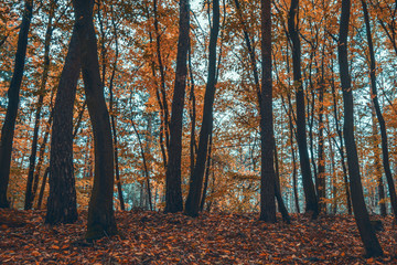 Obraz premium Autumn mysterious forest.