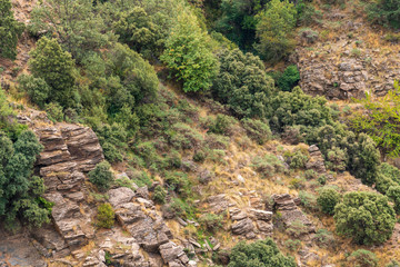 Fototapeta na wymiar High mountain vegetation in Sierra Nevada (Spain)