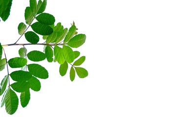 A bunch of tropical plant with leaves branches on white isolated background for green foliage backdrop 