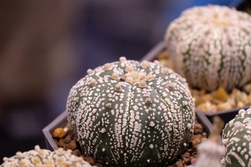 Cactus flower growing in a pot at the green house with nature background