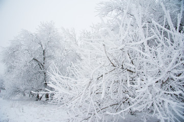 Winter trees in the snow