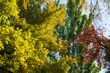 Fototapeta premium Sunny autumn day in the city park