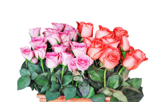Fresh roses pink and red color group blooming with leaf patterns  in pot isolated on white background , clipping path