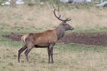 Naklejka na ściany i meble Majestic Red deer male near mud puddle (Cervus elaphus)