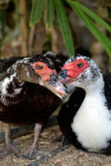 Beautiful Mandarin ducks beauty bird