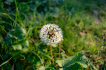 Dandelion on a sunny day in the park 
