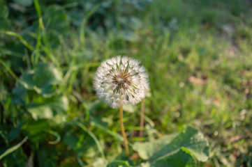 Dandelion on a sunny day in the park 