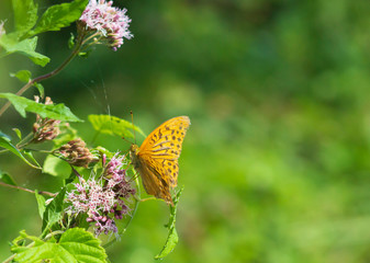 Closeup butterfly on flower Common tiger butterfly