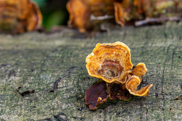 Orange bracket fungi growing on fallen decaying tree trunk