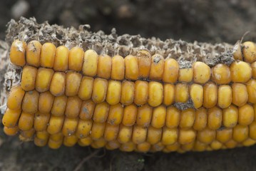 Close-up dried overripe ugly corn lonely lying on black ground