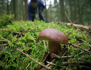 Pilz im Herbstwald