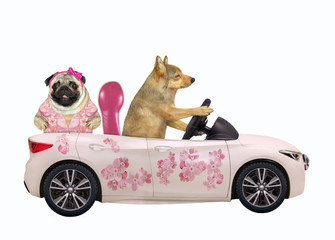 The dog drives a car painted with beautiful pink flowers with a passenger. White background. Isolated.