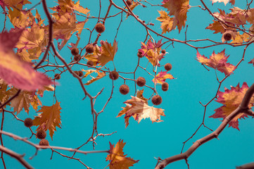 Leaves on a tree in autumn