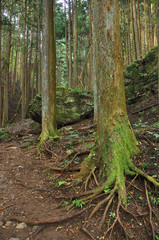 伊豆ヶ岳への山道 