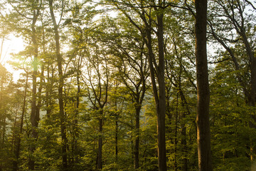 Forêt vers le chateau du Haut-Barr