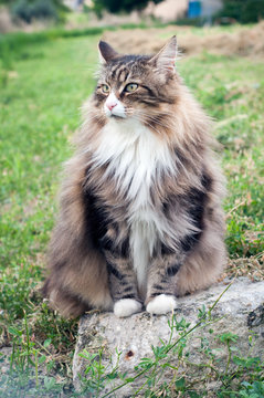 fluffy norwegian forest cat with long whiskers green eyes and pink nose. sitting on a stone.