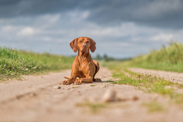 Magyar vizsla is resting on a field road. Photographed close-up.