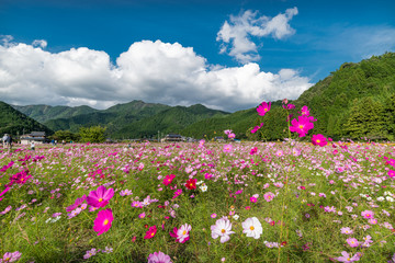 兵庫県　丹波市　清住コスモス園の秋の景色