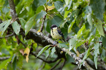 Fototapeta premium Great tit (Parus major)