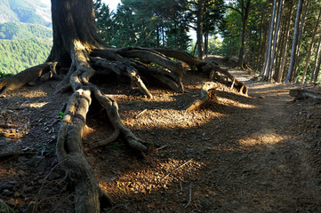 奥武蔵 伊豆ヶ岳の山道