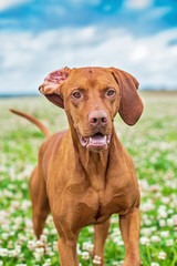 Magyar vizsla plays on the clover field. Photographed close-up.