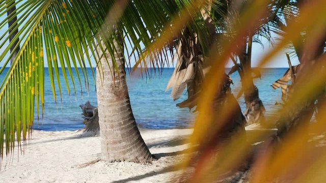 Tropical beach with coconut palm trees. Caribbean destination. Dominican Republic. Summer vacations