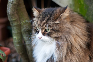 Naklejka na ściany i meble beautiful fluffy cat with very long whiskers and eyebrows