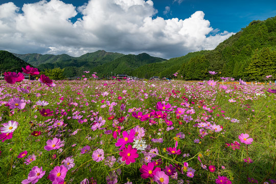 丹波市 Images Browse 288 Stock Photos, Vectors, and Video Adobe Stock